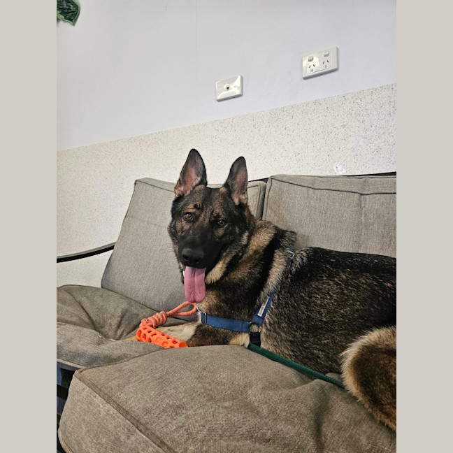 Photo of Lyra