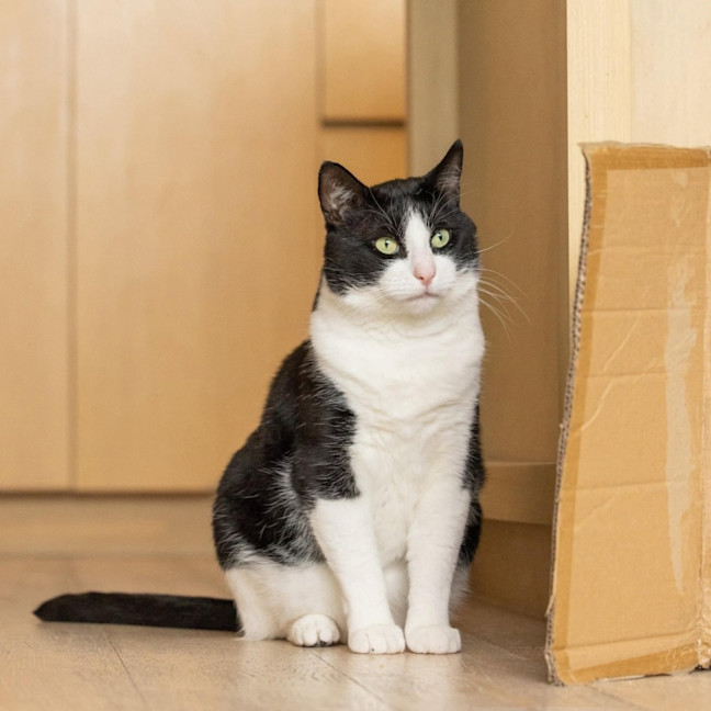 Photo of Sylvester   In Foster Care In Collingwood