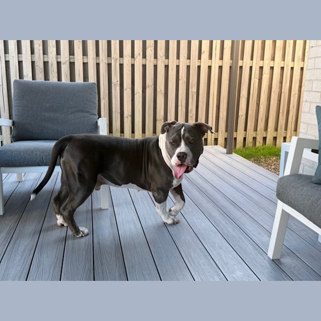 Photo of Biggie *$250 Adoption Fee*