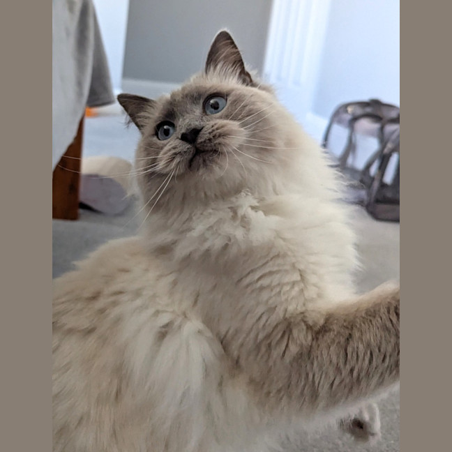 Photo of Tilly
