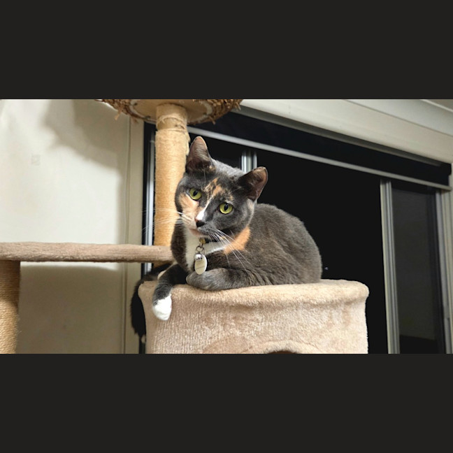 Photo of Cali