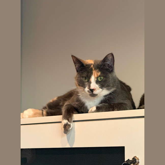 Photo of Misty 
