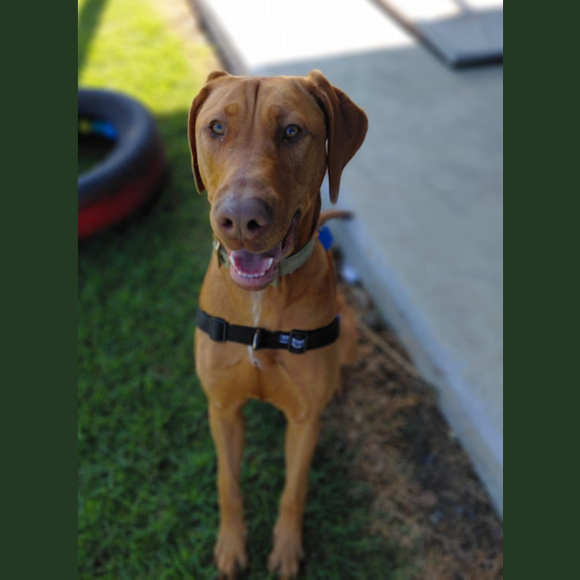 Photo of Olive