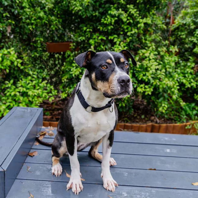 Photo of Patches