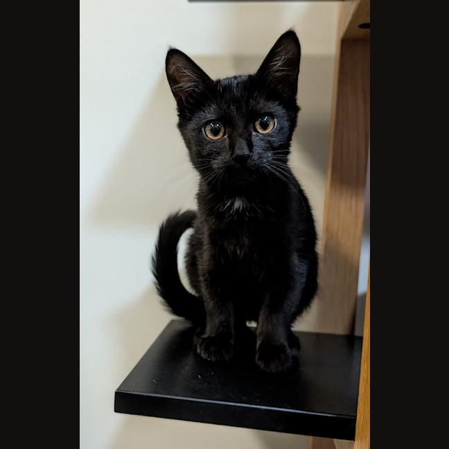 Photo of Blackberry