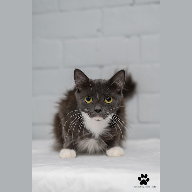 Photo of Smokey