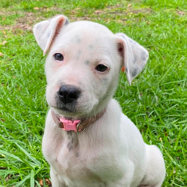 Photo of Stella