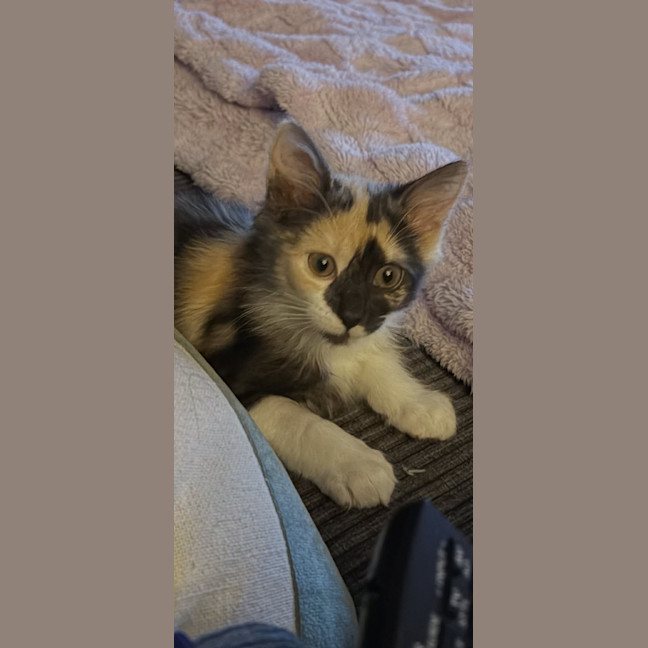 Photo of Lilah Meet Me@Petstock Mornington Nepean Hwy Store