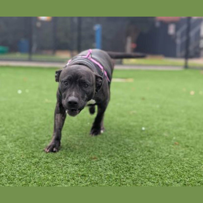 Photo of Millie