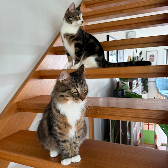 Photo of Tiramisu   Meet Me @ Petstock Prahran!