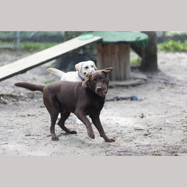 Photo of Cadbury