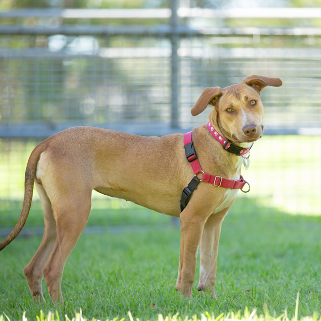 Photo of Kanga