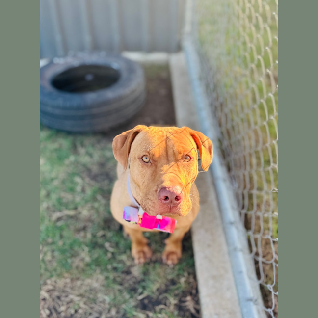 Photo of Sadie
