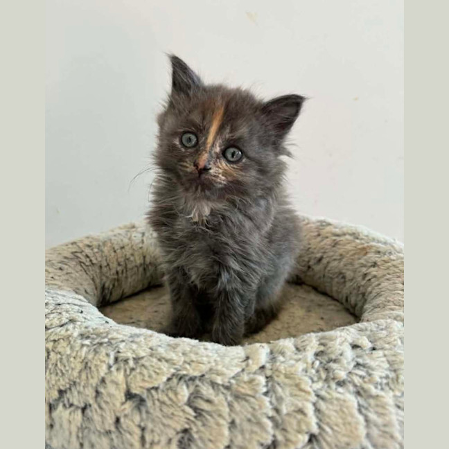 Photo of Calliope 