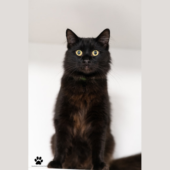 Photo of Domino
