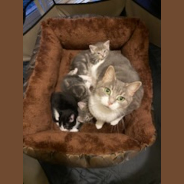 Photo of Rumi *9 Lives Project Rescue*