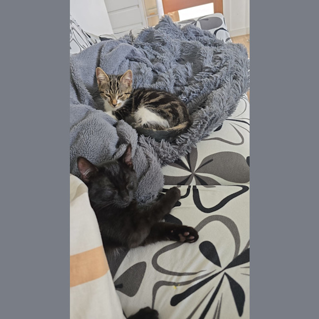 Photo of Tinsel (With Claus)