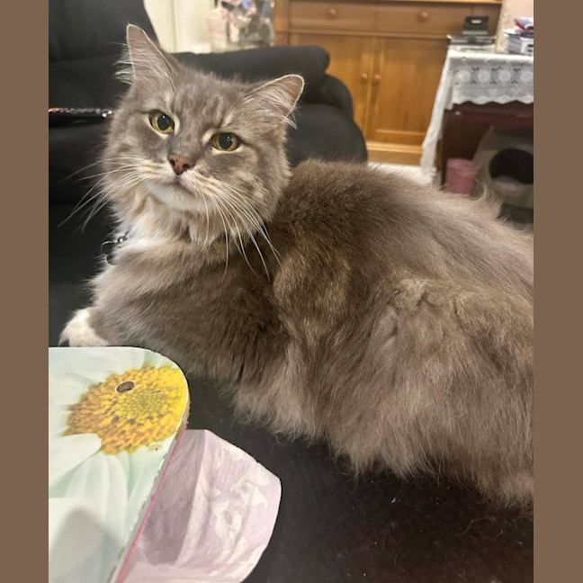 Photo of Smokey