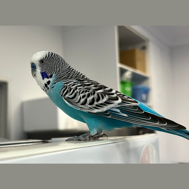 Photo of Phoenix