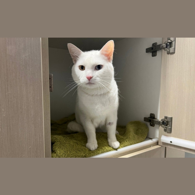 Photo of Snowball