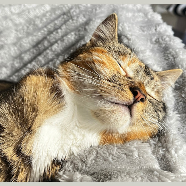 Photo of Melody