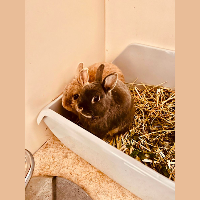 Photo of Dreamer & Bubbly