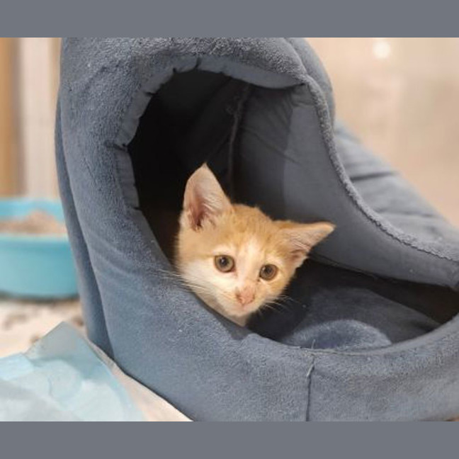 Photo of Peaches