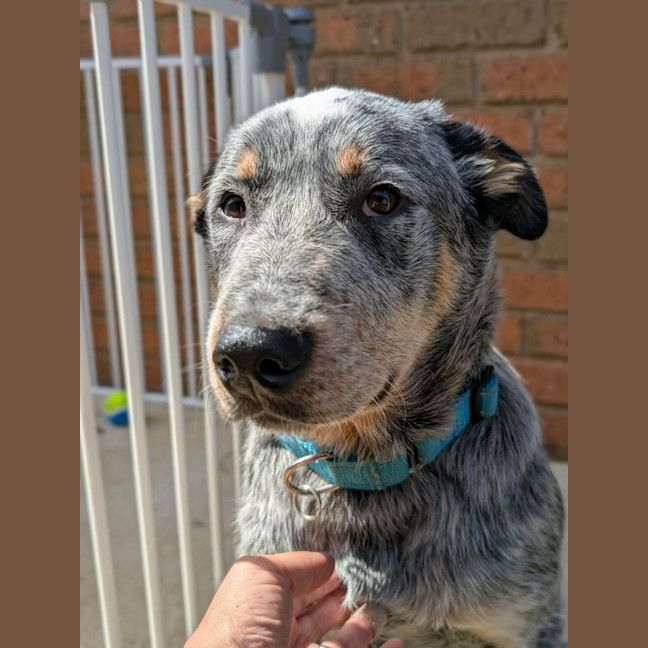Photo of Bluey 