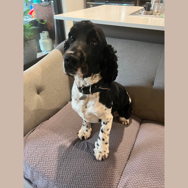 Photo of Archie Archie Archie! 