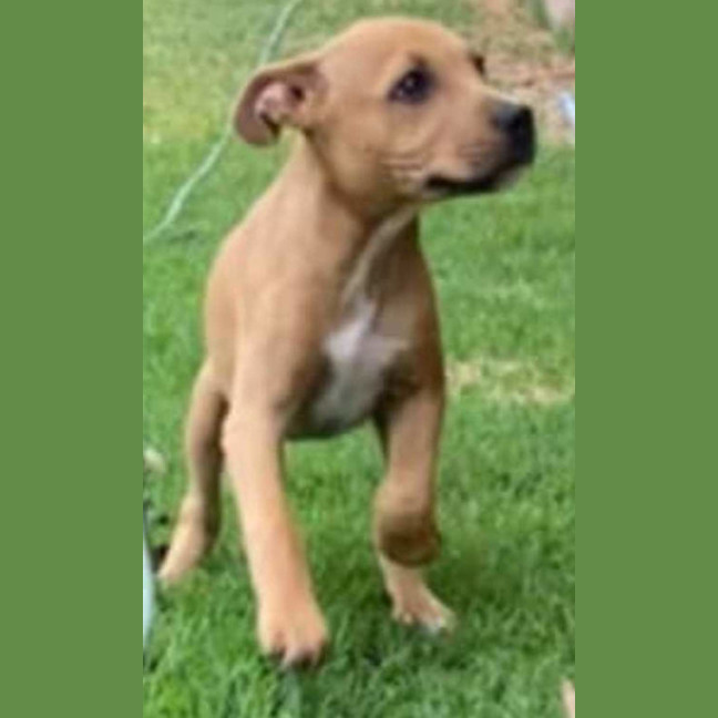 Photo of Walter ~ Staffy X Beagle Puppy