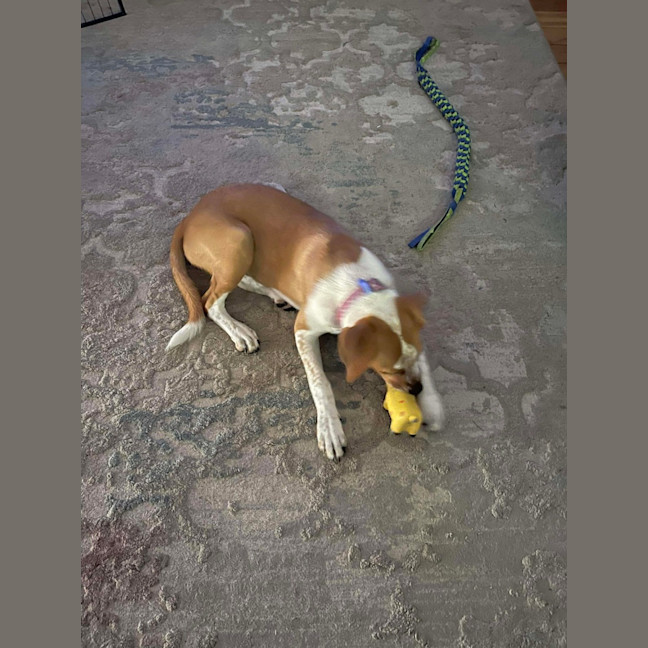 Photo of Nugget   5 Month Old Staffy X