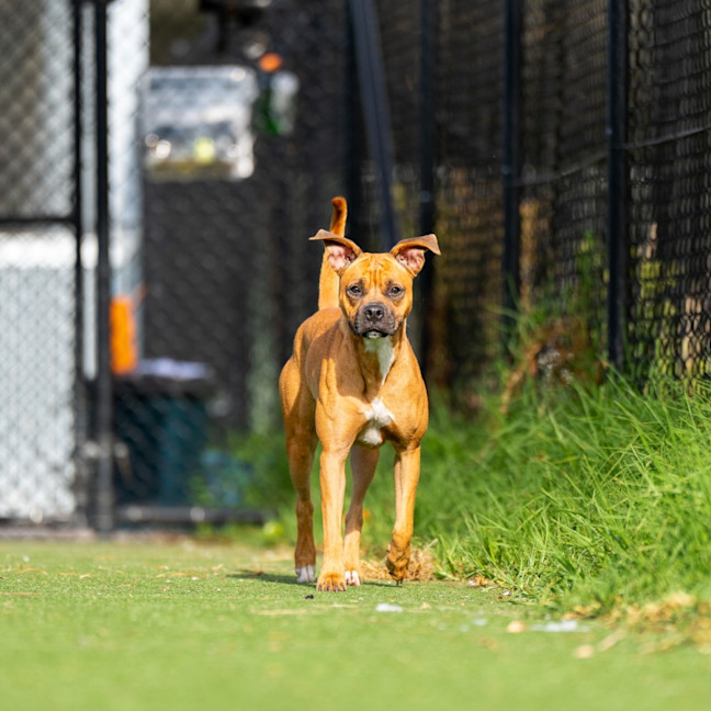 Photo of Monkey Imp 2491