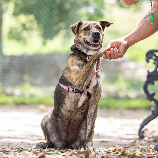 Photo of Bobbie (Previously Billie)