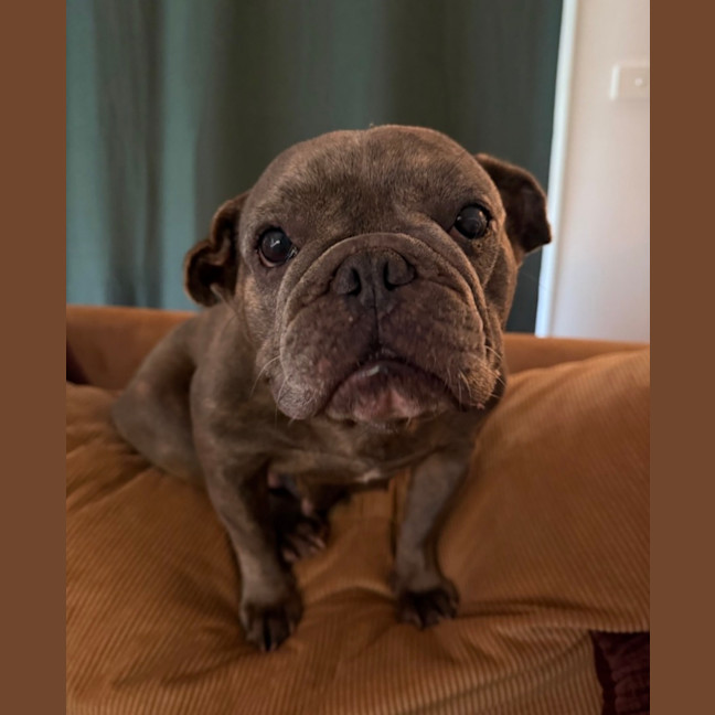 Photo of Greggles