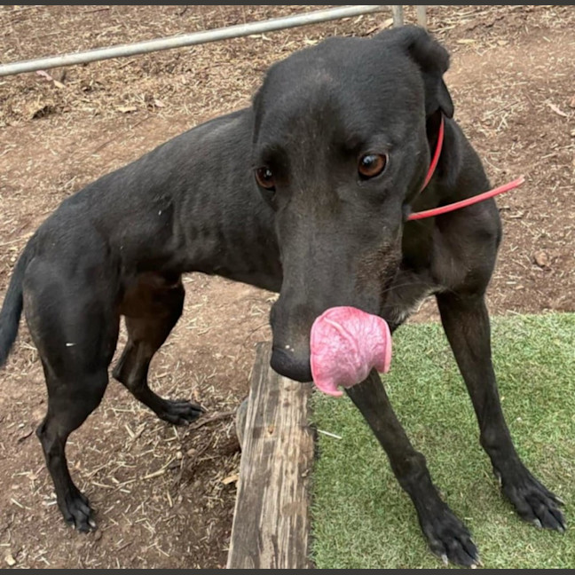 Photo of Archie Small Cat Friendly