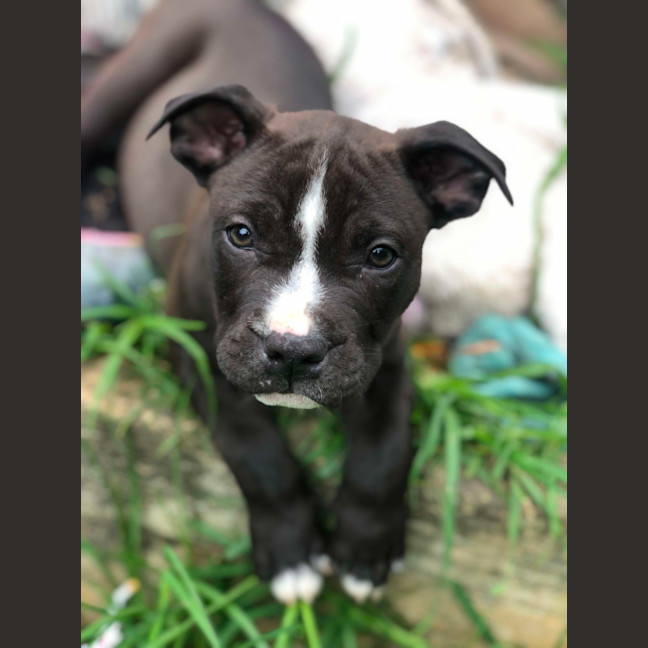 Photo of Staffy Pups