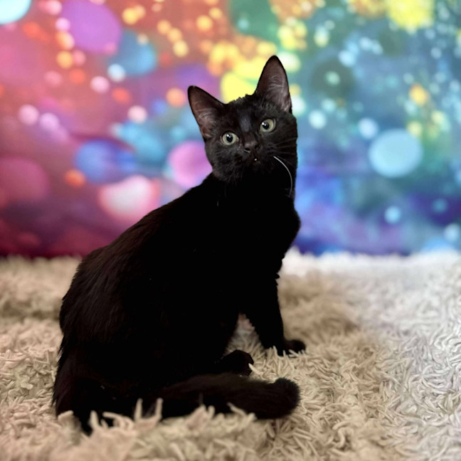 Photo of Valentino   Located In Templestowe