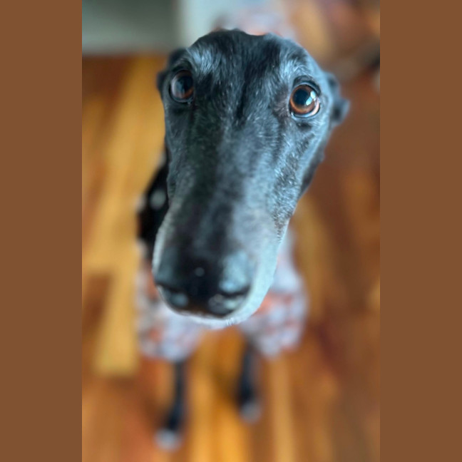 Photo of Capulet