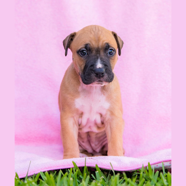 Photo of Cookies & Cream