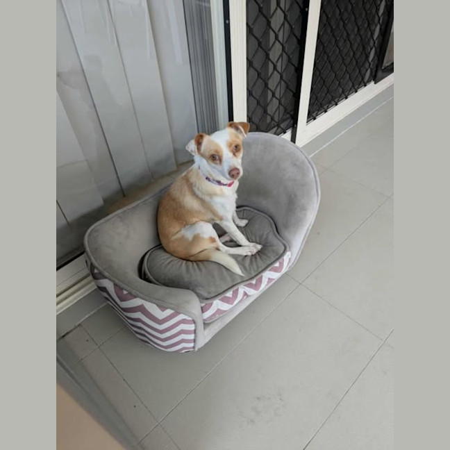 Photo of Bella