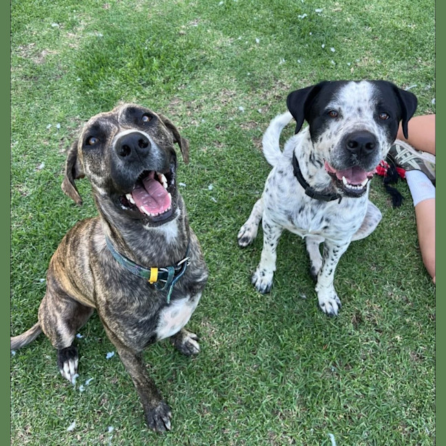 Photo of Diego & Gypsy