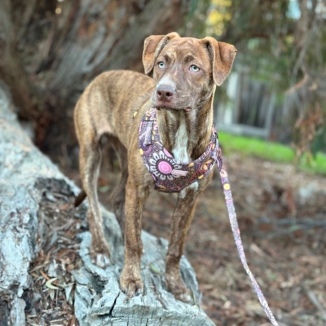 Photo of Cleo