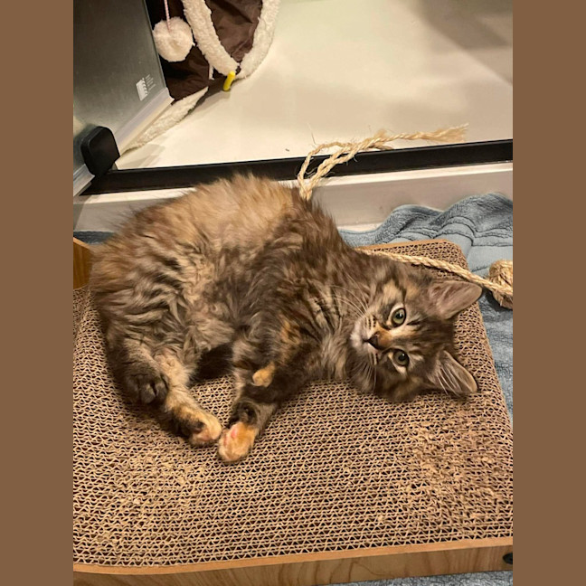 Photo of Rhea