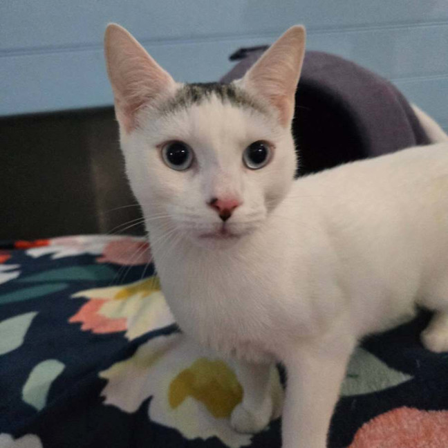 Photo of Snowball