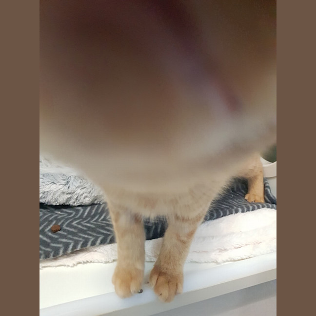 Photo of Buttercup