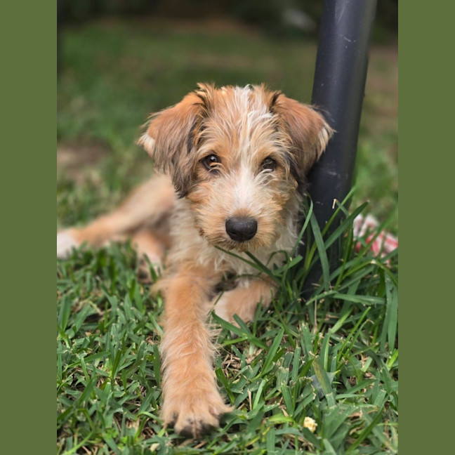 Photo of Paprika