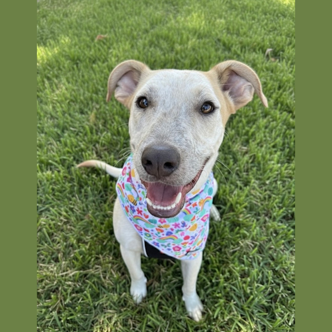 Photo of Pedro *$350 Adoption Fee*