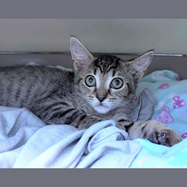 Photo of Lily