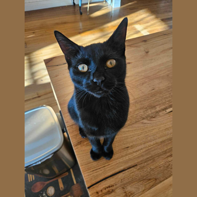 Photo of Sirius ❤️