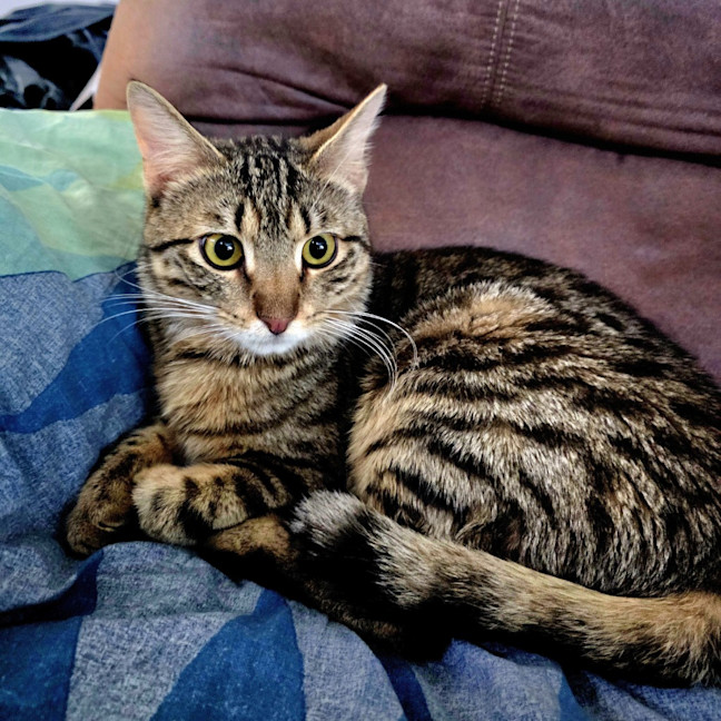 Photo of Chilli
